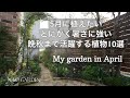 ガーデニング ５月に植えたい 暑さにとにかく強い 晩秋まで咲く花期の長�