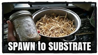 Adding Grain Spawn to Bulk Substrate | Growing Oyster Mushrooms