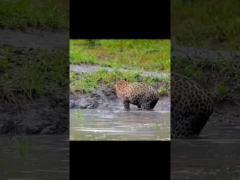 Would YOU risk your life for your kids?  Leopard vs. Mom Dog: Who Wins? 😱 #shorts