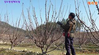 체리재배 성공의길 체리원  sweet cherry tree  KGB수형전정 진도명량체리원