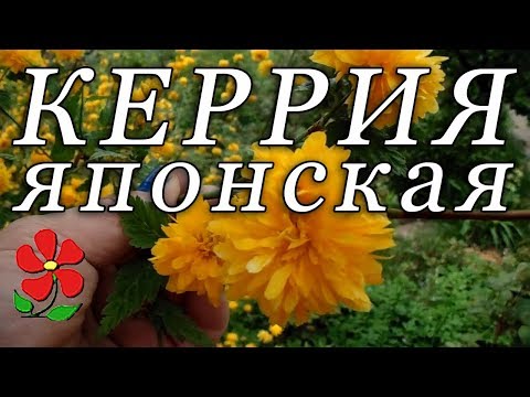 фото керрия японская (plena) махровая 0
