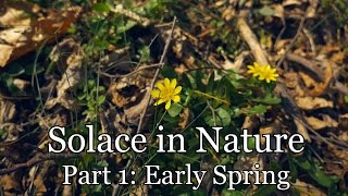 Download lagu Solace in Nature Part 1: Early Spring (Woodland Ambience, Bird Sounds) mp3
