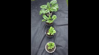 Comparing spinach growth in four pots, one with soil and three with different composts