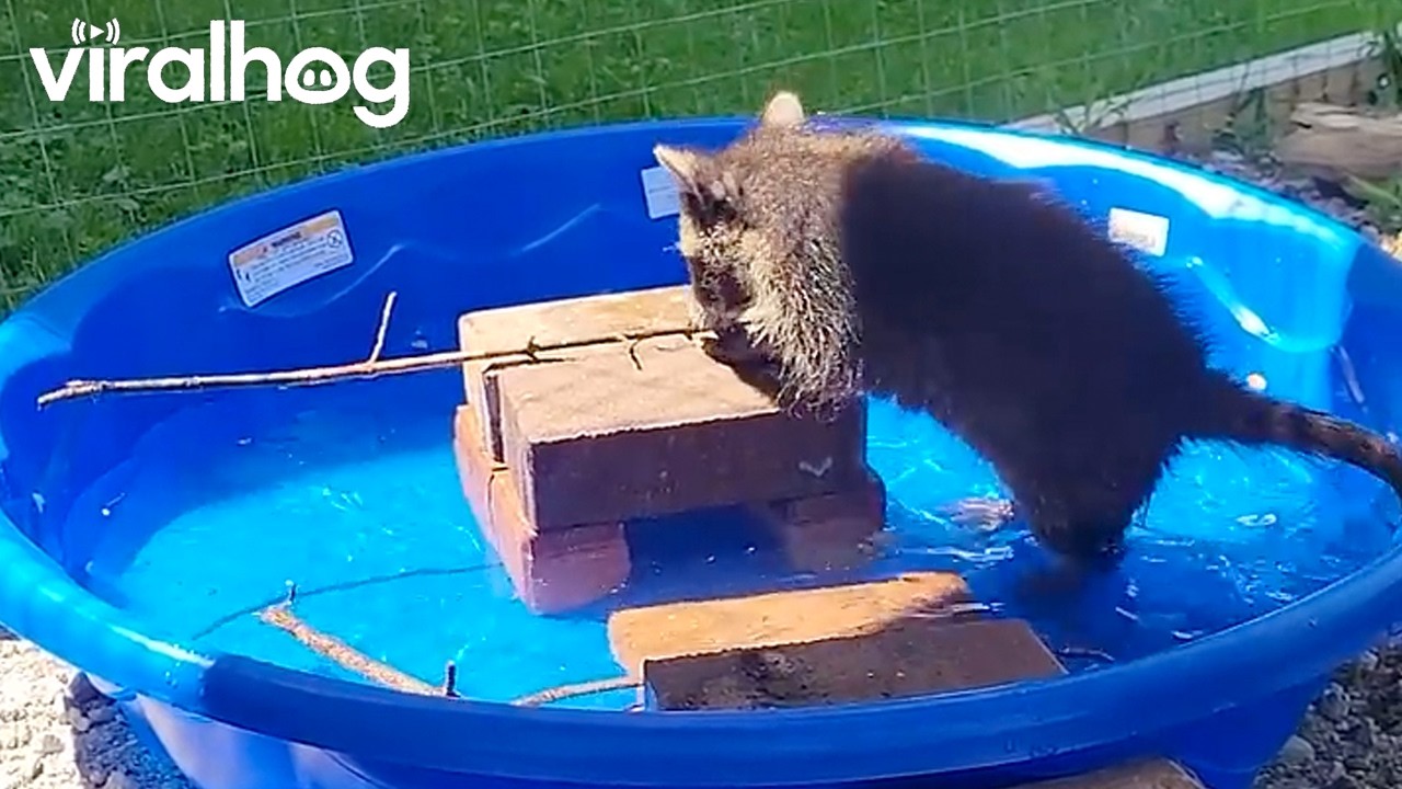 Baby Racoon Learning to Catch Feeder Fish in a Kiddie Pool || ViralHog