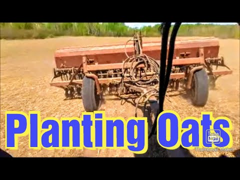 Rolling the Field/ Planting Oats with a 560 Farmall
