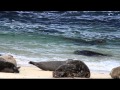 Baby seals rolling in the surf 