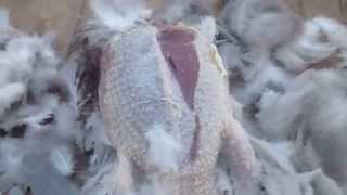 Pigeon kill cook eat  .Solo 1 nighter 5/12/2014