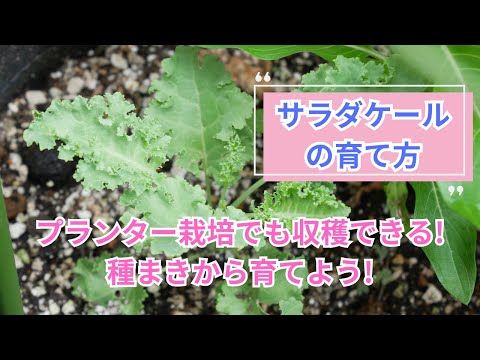 ケール 植物
