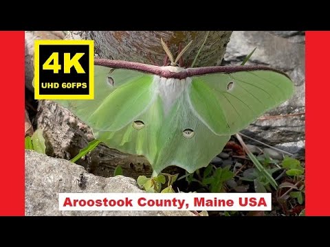 “Watch ME 🦋... I’m STARING At You!” - A Male Luna Moth