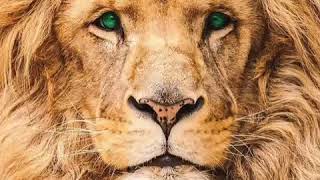 Veysel feat. Luciano - Yakuza