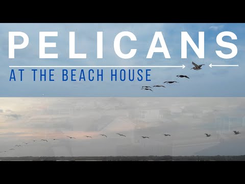 Coastal life video near the property