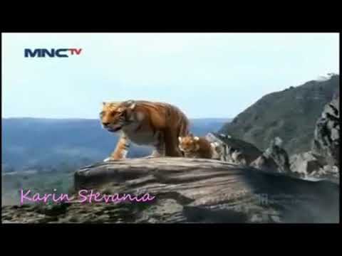 lagu  7  manusia  harimau