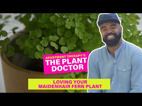 Loving Your Maidenhair Fern | Plant Doctor | Apartment Therapy