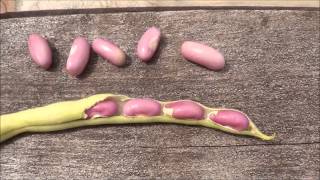 Harvesting Green Bean Seeds. When and how to harvest green beans.