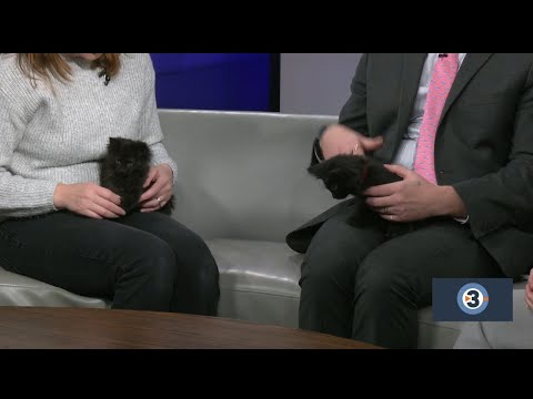 Pet of the Week: Mario and Luigi - YouTube
