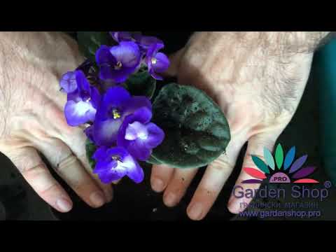 Come piantare la violetta africana in vaso