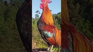 Download lagu GÀ RỪNG Mồi Gáy chuẩn 2023 | Qaib qus qua zoo tiag tiag 100% #tiếnggàrừng #gàrừng mp3 Download lagu GÀ RỪNG Mồi Gáy chuẩn 2023 | Qaib qus qua zoo tiag tiag 100% #tiếnggàrừng #gàrừng mp3