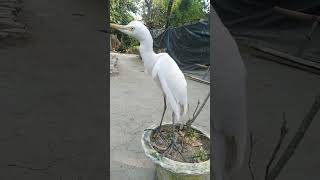 Download lagu bok 🦩 mp3