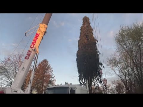 NYC Rockefeller Center Preparing To Receive New Christmas Tree