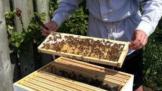 preview picture of video 'First Time Beekeepers : Day 75 : Adding honey supers and getting stung'