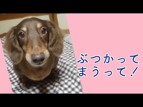 ワンワンU・x・Uお悩み相談室4️⃣5️⃣〜美浜町「チョビーくん」#一旦停止の標識のある道路では「白線」手前で必ず停止して安全確認を✋