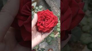 I love Roses 🌹 #ishqmurshid #viral #shortsfeed #shorts #flowers