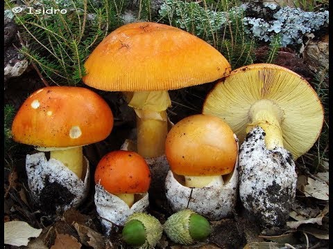 Come consegnare la chilocaloria su vermi AP una dignità da helminths