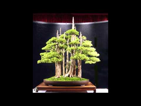 bonsai tree music of flute native american