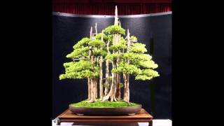 bonsai tree music of flute native american