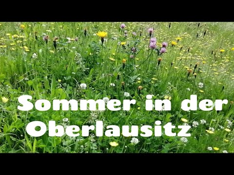 Sommer in der Oberlausitz