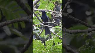 Download lagu 🔴Burung srigunting ini meniru suara kera #shorts mp3