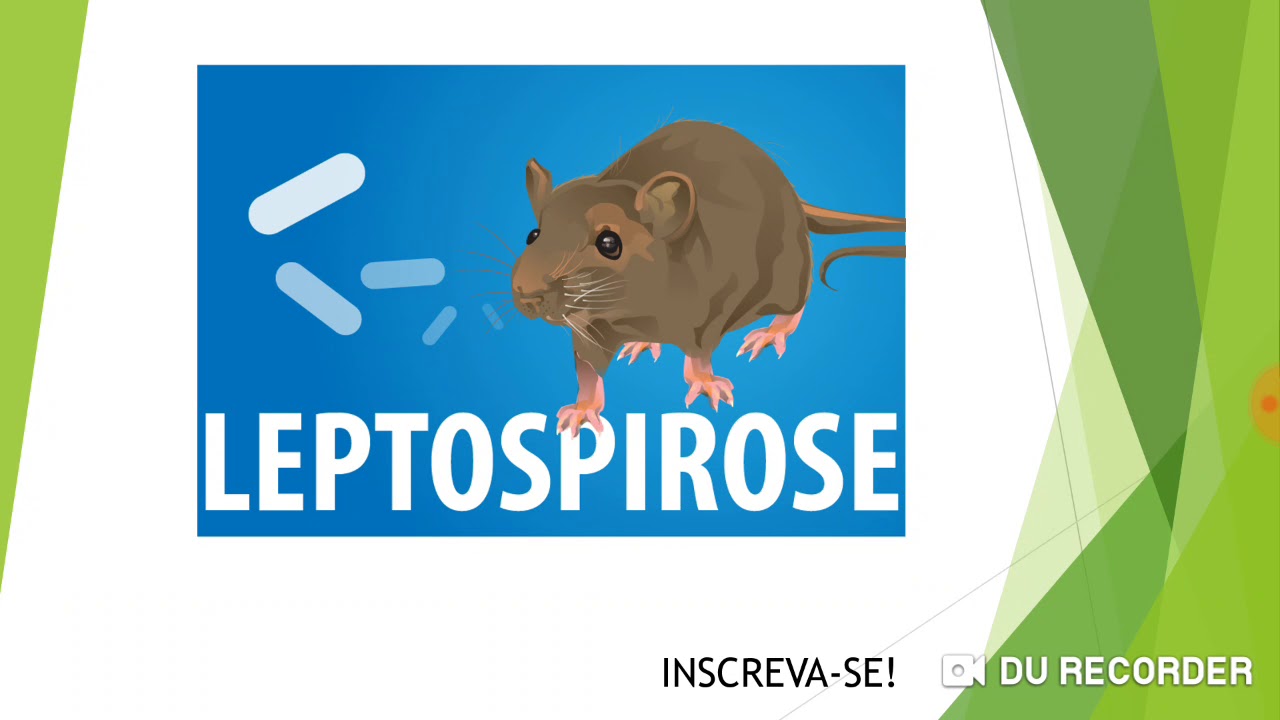 Leptospirose