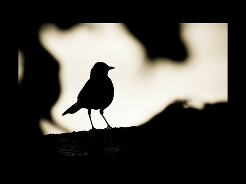 Akana karembera (+lyrics) - Sipriyani Rugamba & Amasimbi n'Amakombe, 1979 - Rwanda