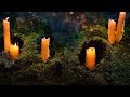 Peaceful Relaxing Instrumental Music, Meditation Nature Music "Spellbound" by Tim Janis