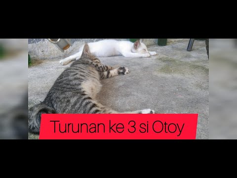 turunan Otoy