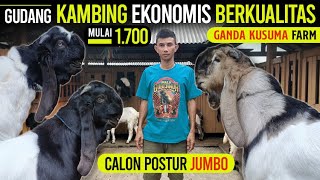 Download lagu Looking for Quality Goats? THIS IS THE PLACE!! FREE SHIPPING ‼️ Ganda Kusuma Goat Farm mp3 Download lagu Looking for Quality Goats? THIS IS THE PLACE!! FREE SHIPPING ‼️ Ganda Kusuma Goat Farm mp3