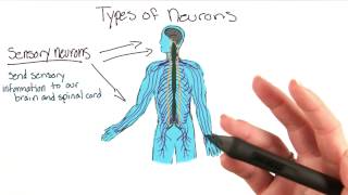 Types of neurons - Intro to Psychology