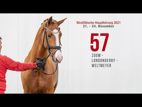 Hauptkörung 2021 Reitpferdehengste Kat-Nr. 57  Zoom - Londonderry - Weltmeyer