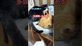 it's a cat.猫です！多頭飼いあるあるの日常。#cat #animals #保護猫 #猫のいる暮らし #ねこのいる生活 #はちわれ #funny #cute #comedy