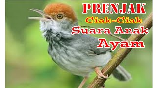 Download lagu Burung Prenjak gacor ciak ciak kaya suara anak ayam mp3