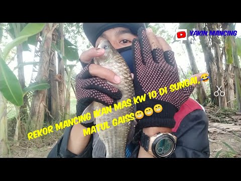 Belajar mancing Di sambar ikan Monster sungai || Pokoke Yakin mancing
