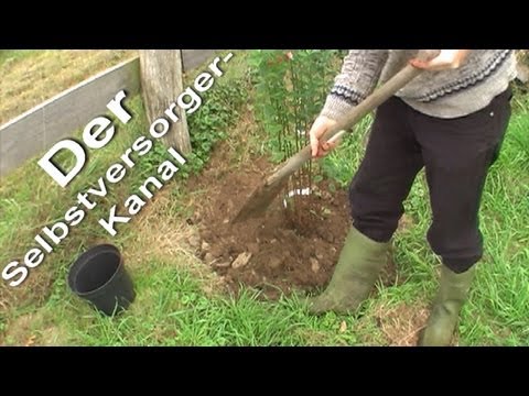 Wildobsthecke pflanzen