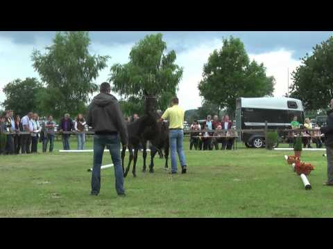 Sudweyher Fohlenschau 2014 - Kat.-Nr. 52