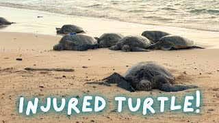 Injured Turtle on the Beach in Kauai?! 😢