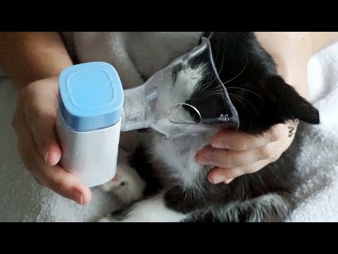 Treatment of lung disease of the kitten with a nebulizer