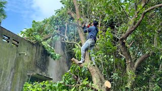 Dangerous tree cutting techniques performed by experts will shock you