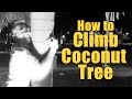 How To Climb Coconut Trees