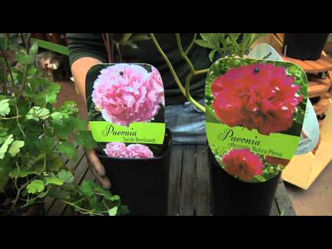 Trädgårdstips del 5 - Blommor och perennväxter