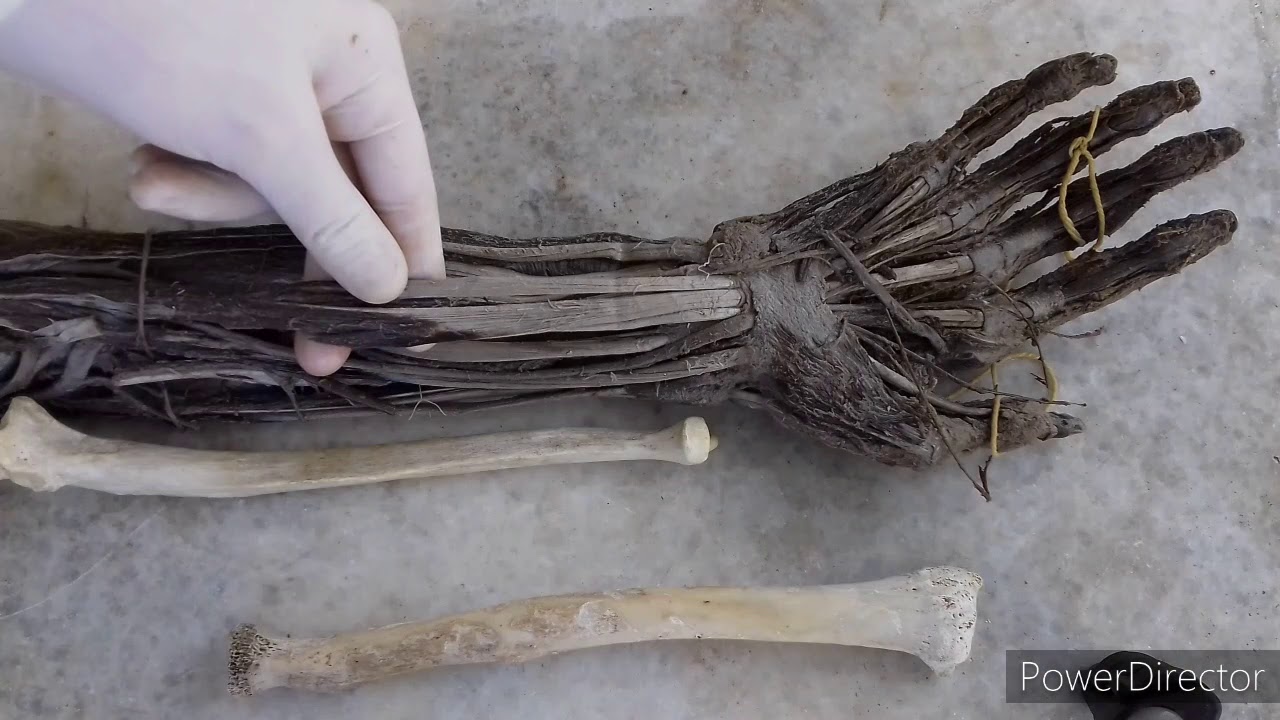 TP N°6: Miología del miembro superior: músculos del antebrazo. Dr. Luciano Esborrat