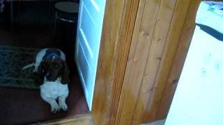 Droopy being stubborn